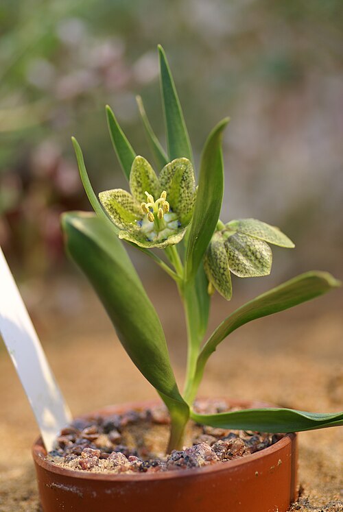 Fritillaria crassifolia: Plant species Fritillaria crassifolia , subspecies hakkarensis , in Göteborgs botaniska trädgård, in Gothenburg, Sweden