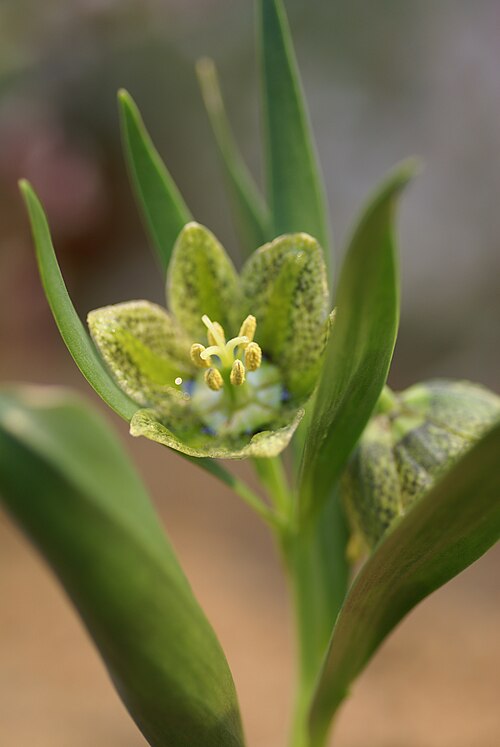 Fritillaria crassifolia: Plant species Fritillaria crassifolia , subspecies hakkarensis , in Göteborgs botaniska trädgård, in Gothenburg, Sweden