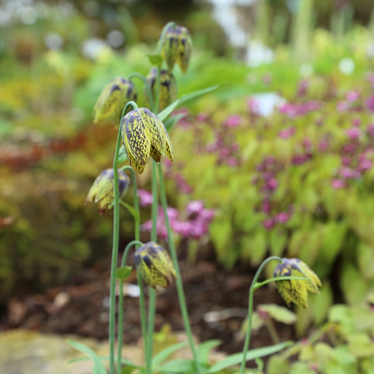 Fritillaria dagana: Fritillaria dagana identifierad med hjälp av skylt i Göteborgs botaniska trädgård.