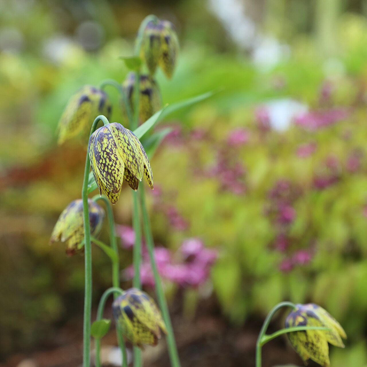 Fritillaria dagana: Fritillaria dagana identifierad med hjälp av skylt i Göteborgs botaniska trädgård.