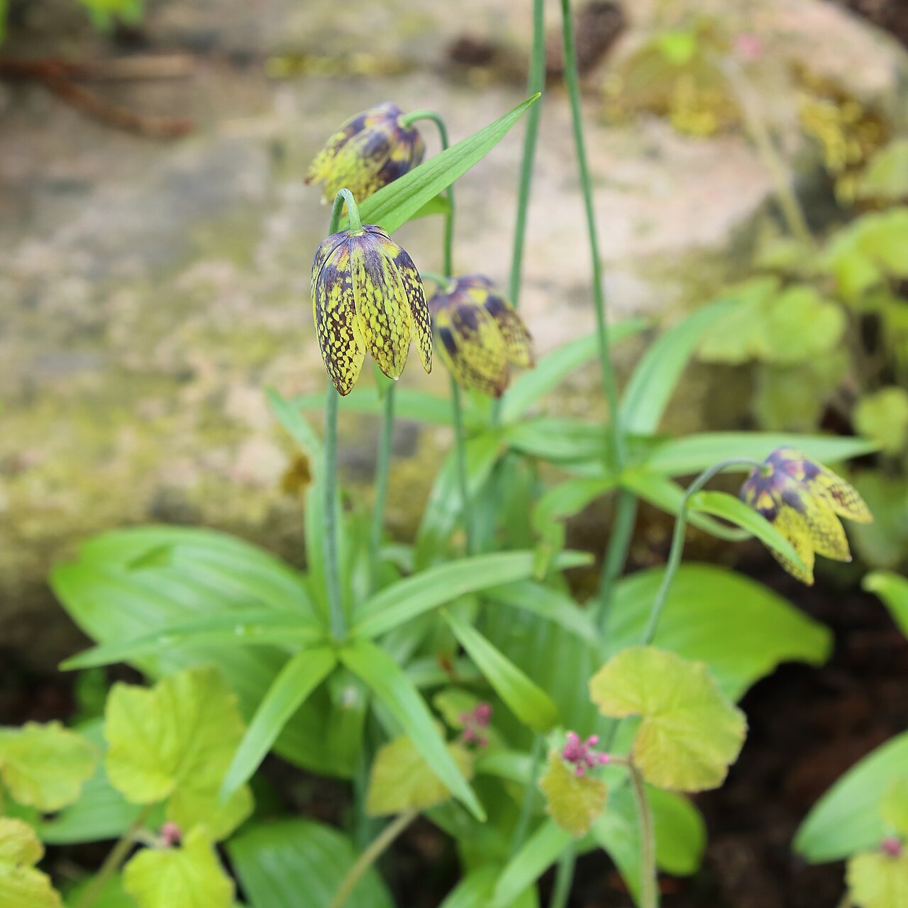 Fritillaria dagana: Fritillaria dagana identifierad med hjälp av skylt i Göteborgs botaniska trädgård.