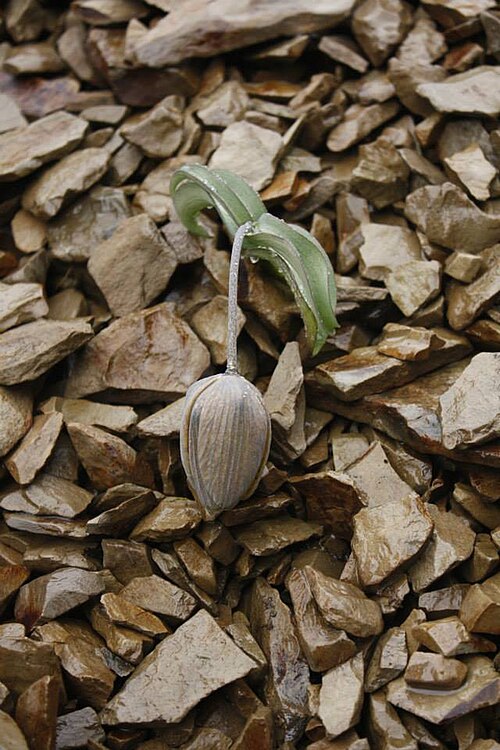 Fritillaria delavayi: Fritillaria delavayi photographed in Nelela, Lingzhi, Bhutan.