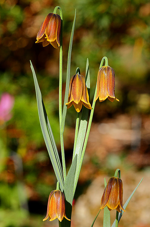 Fritillaria drenovskii: Uncommon in the wild and endemic to Bulgaria and Greece.