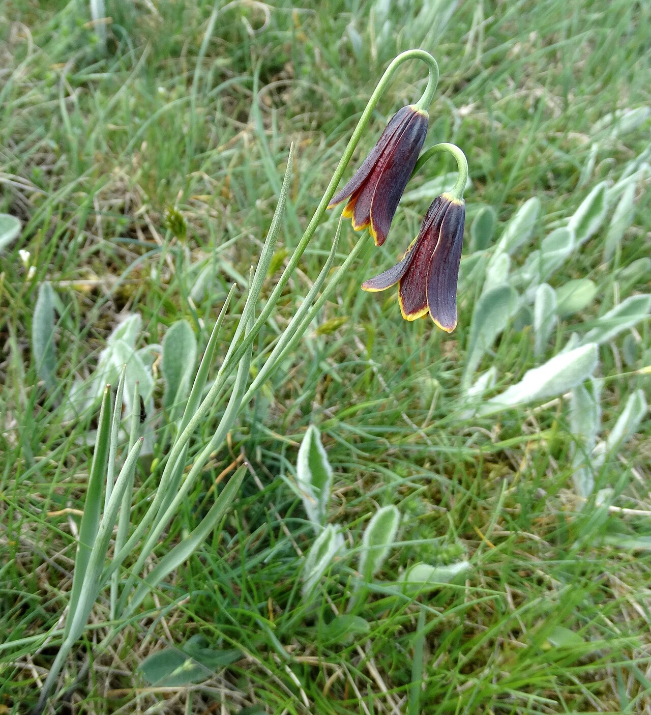 Fritillaria drenovskii: This is a photograph of a Natura 2000 protected area with ID