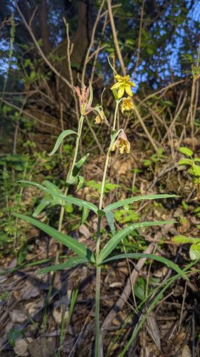 Butte County fritillary (Fritillaria eastwoodiae)
