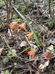 Butte County fritillary (Fritillaria eastwoodiae)