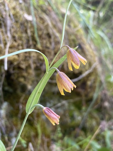 Butte County fritillary (Fritillaria eastwoodiae)