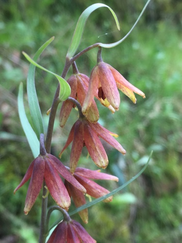 Butte County fritillary (Fritillaria eastwoodiae)