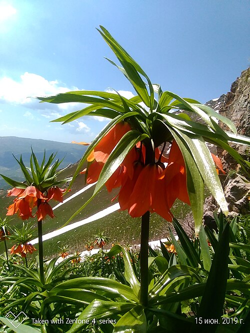 Fritillaria eduardii: Ҳолмон. Элок, ноҳияи Файзобод