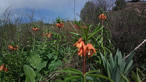 Fritillaria eduardii: Рябчик Эдуарда