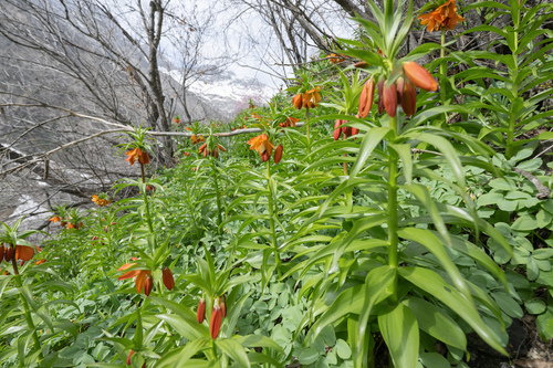 Fritillaria eduardii (Fritillaria eduardii)