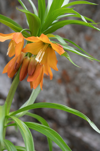 Fritillaria eduardii (Fritillaria eduardii)