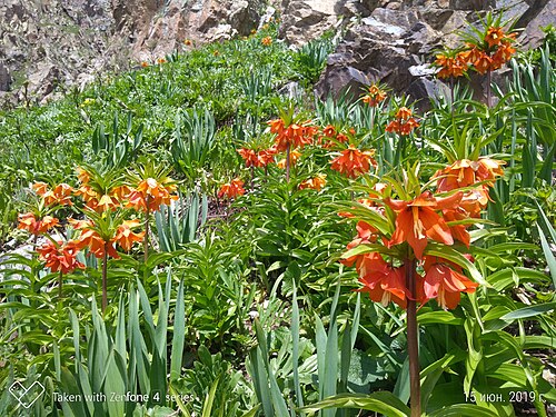 Fritillaria eduardii: Ҳолмон. Элок, ноҳияи Файзобод