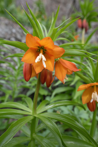 Fritillaria eduardii (Fritillaria eduardii)