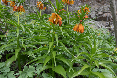 Fritillaria eduardii (Fritillaria eduardii)
