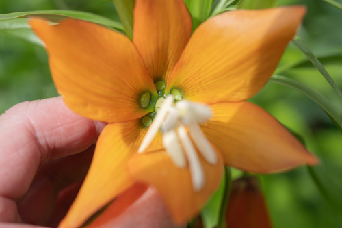 Fritillaria eduardii (Fritillaria eduardii)