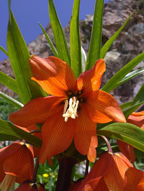 Fritillaria eduardii: Ҳолмон. Элок, ноҳияи Файзобод