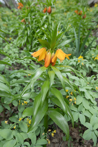 Fritillaria eduardii (Fritillaria eduardii)