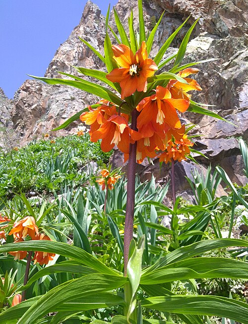 Fritillaria eduardii: Ҳолмон. Элок, ноҳияи Файзобод