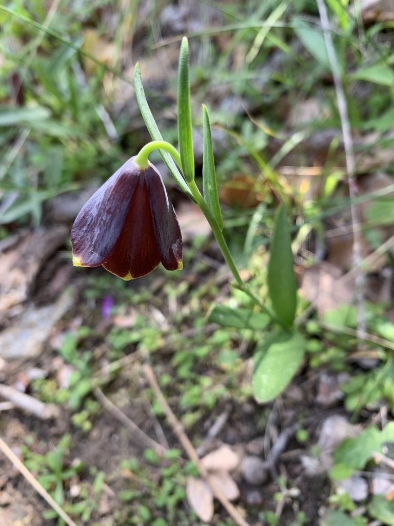 Fritillaria ehrhartii (Fritillaria ehrhartii)