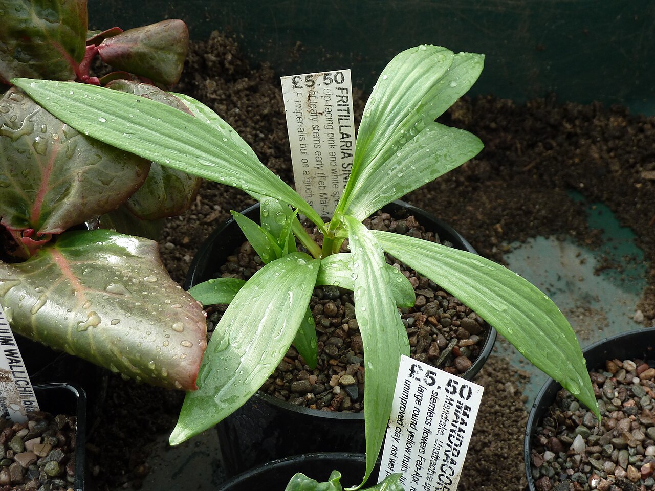 Fritillaria elwesii: Fritillaria elwesii