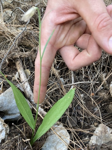 Fritillaria enginiana (Fritillaria enginiana)