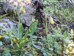 Fritillaria enginiana (Fritillaria enginiana)