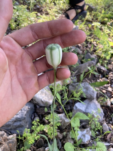 Fritillaria enginiana (Fritillaria enginiana)