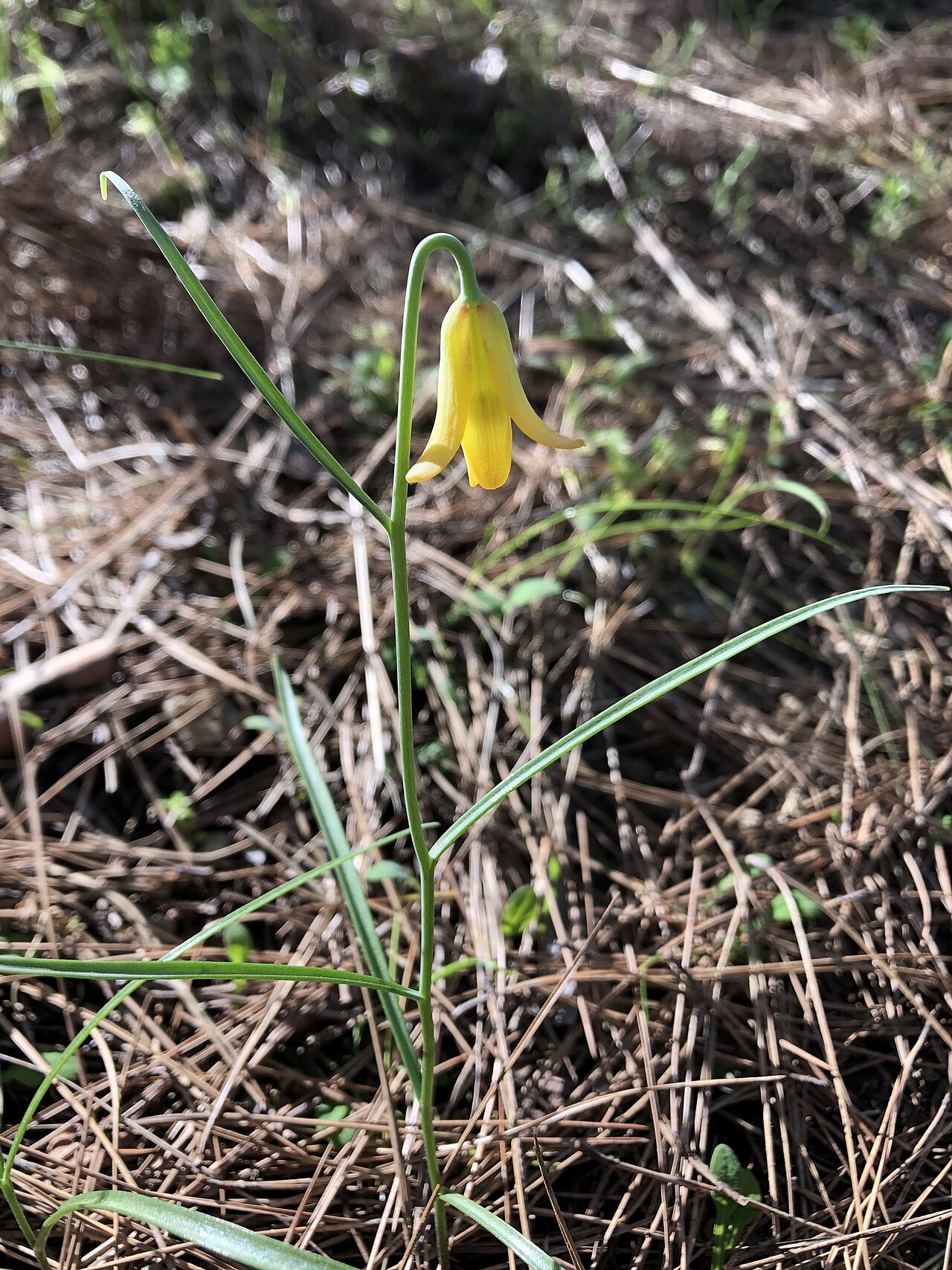 Fritillaria forbesii: Fritillaria forbesii