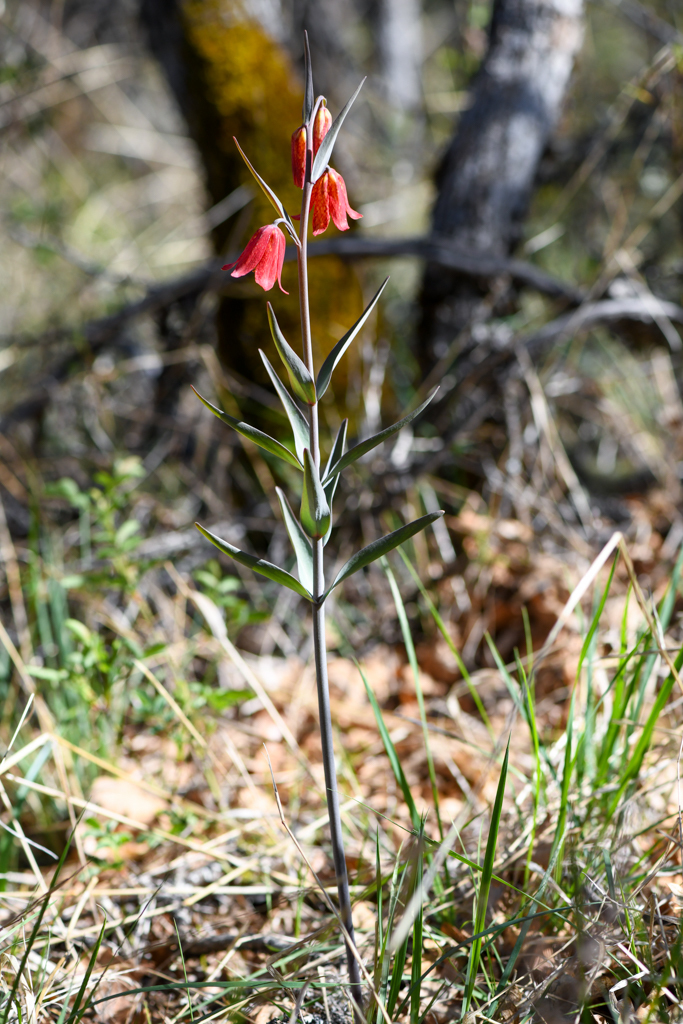 Gentner's fritillary (Fritillaria gentneri)