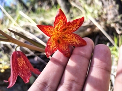 Gentner's fritillary (Fritillaria gentneri)