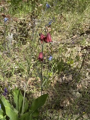 Gentner's fritillary (Fritillaria gentneri)
