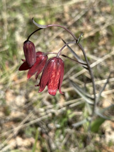 Gentner's fritillary (Fritillaria gentneri)