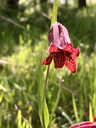 Gentner's fritillary (Fritillaria gentneri)