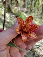Gentner's fritillary (Fritillaria gentneri)