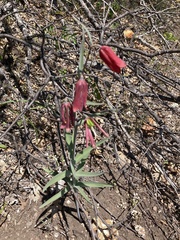 Gentner's fritillary (Fritillaria gentneri)