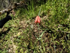 Gentner's fritillary (Fritillaria gentneri)