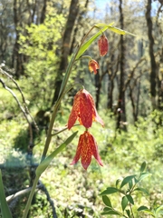 Gentner's fritillary (Fritillaria gentneri)