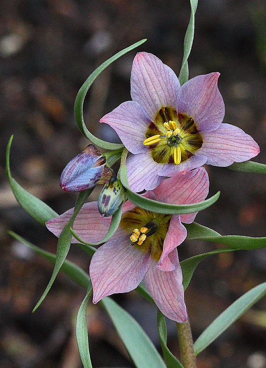 Fritillaria gibbosa: Fritillaria gibbosa