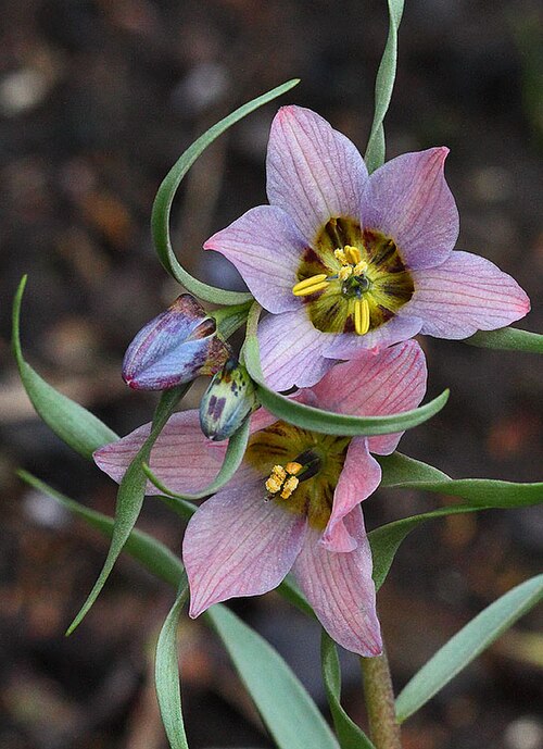 Fritillaria gibbosa: Fritillaria gibbosa