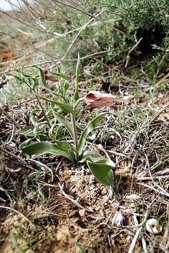 Fritillaria gibbosa: Fritillaria gibbosa (Rhinopetalum gibbosum), Կնճիրաթերթիկ սապատավոր, Рябчик горбатый