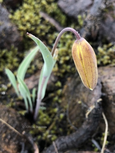 Siskiyou fritillary (Fritillaria glauca)