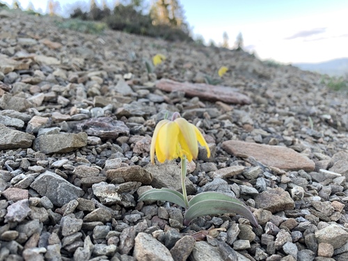 Siskiyou fritillary (Fritillaria glauca)