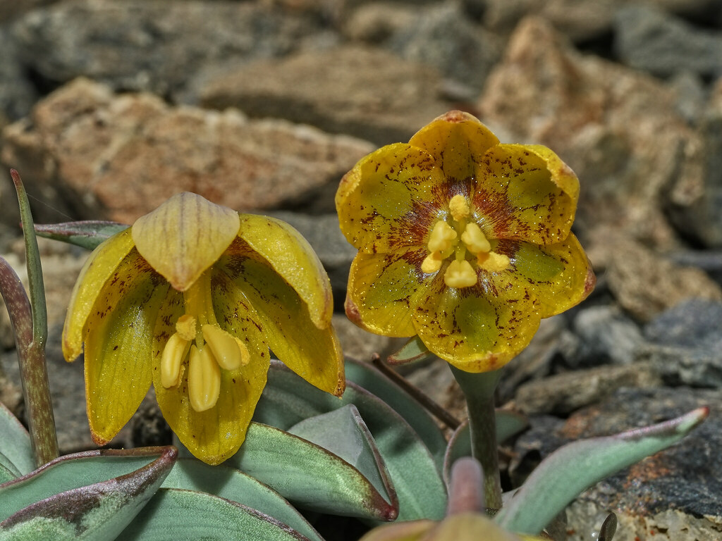 Siskiyou fritillary (Fritillaria glauca)
