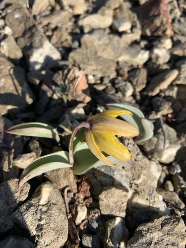 Siskiyou fritillary (Fritillaria glauca)