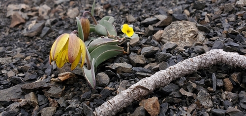 Siskiyou fritillary (Fritillaria glauca)