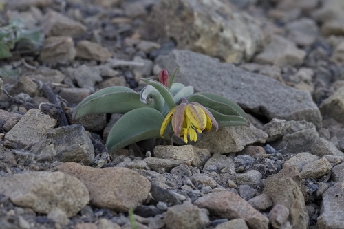 Siskiyou fritillary (Fritillaria glauca)
