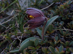 Siskiyou fritillary (Fritillaria glauca)