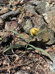 Siskiyou fritillary (Fritillaria glauca)