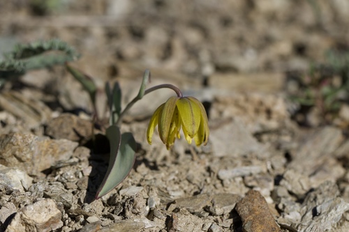 Siskiyou fritillary (Fritillaria glauca)